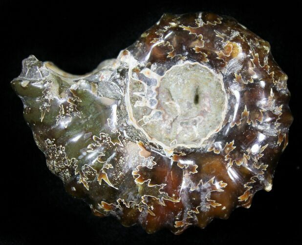 Polished, Agatized Douvilleiceras Ammonite - #29311